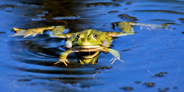 Das Bild zeigt einen Frosch im Wasser.