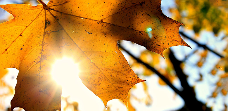 Das Bild zeigt einen Ahornblatt mit Sonnenstrahlen;  Fotoquelle: pxhere